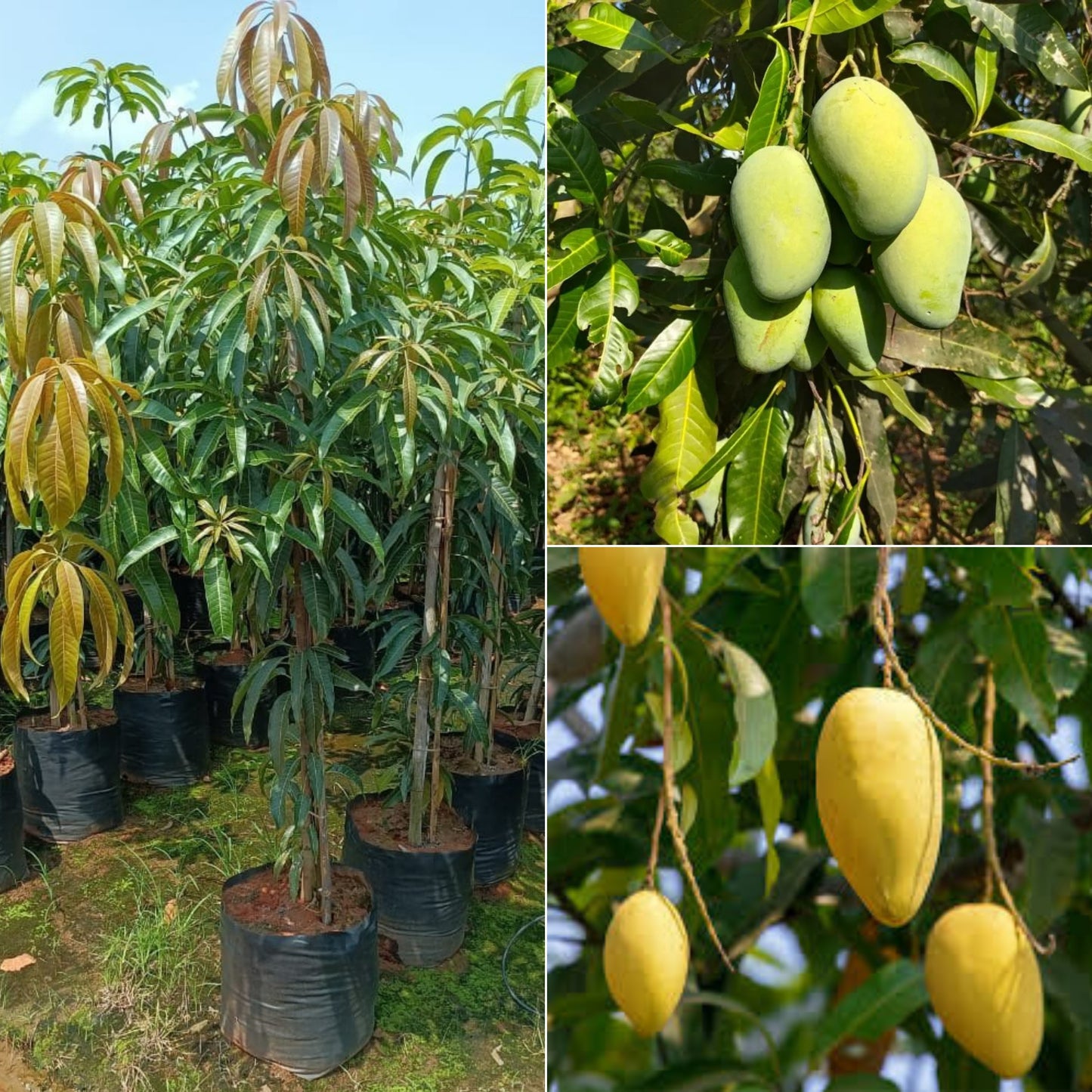 Baramasi Mango