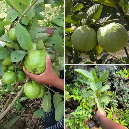1kg Guava