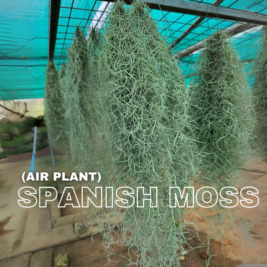 Spanish Moss Air Plant Pack Of 2