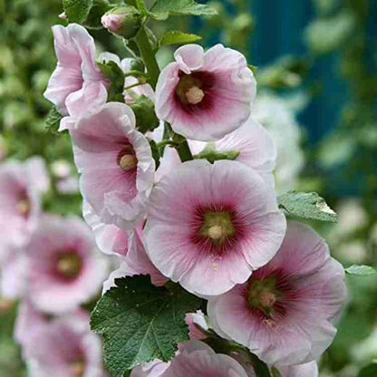 Summer Carnival Hollyhocks Flower Seeds