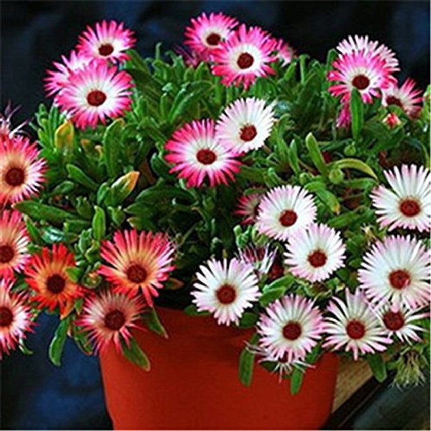 Heavens Mixed (Burf) Flower Seeds