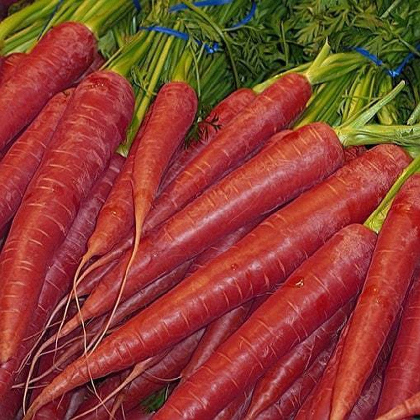 Carrot Red Long Seeds