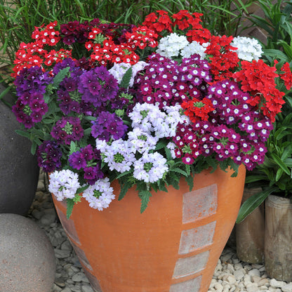 Verbena Quartz XP Series Flower Seeds