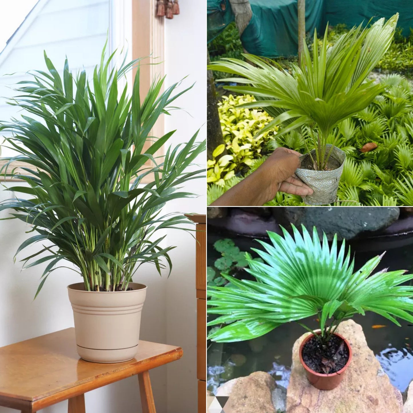 Table Palm
