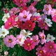 Cosmos Sonata Series Flower Seeds