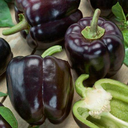 Capsicum Purple Seeds