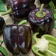 Capsicum Purple Seeds