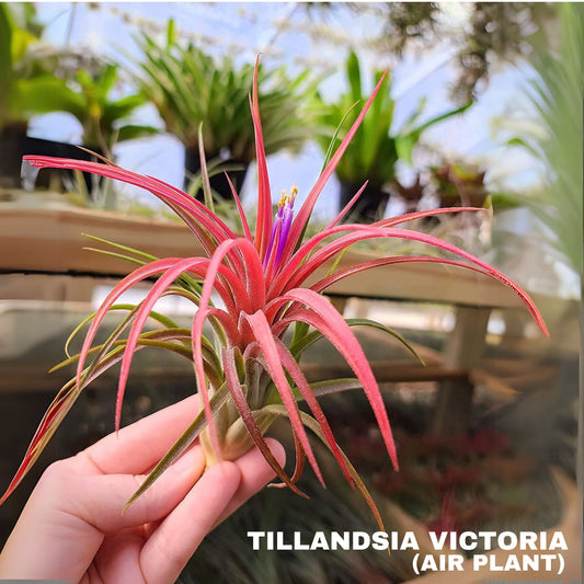 Tillandsia Victoria Air Plant Pack Of 2
