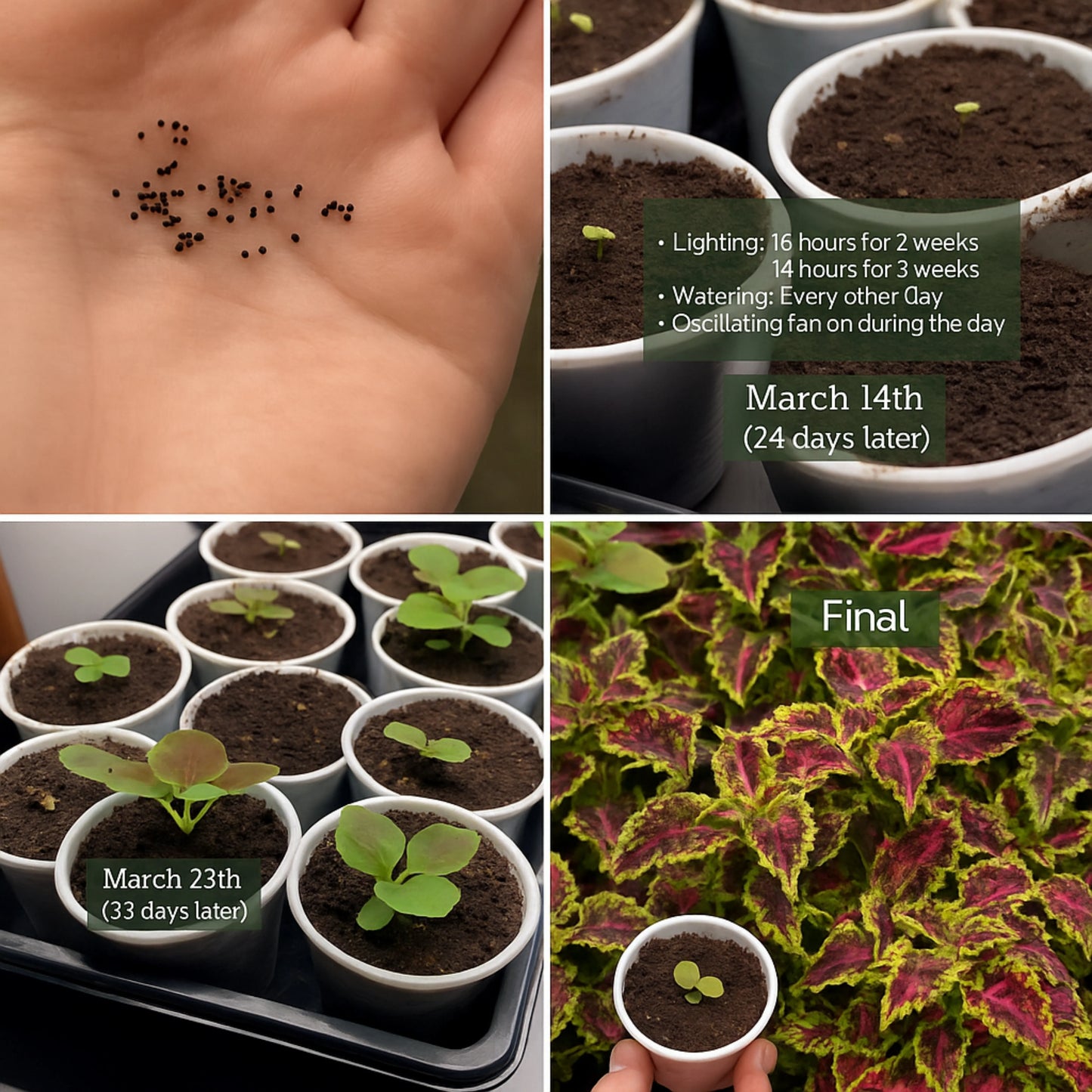 Blumei Rainbow Mixed seeds - Buy 1 Get 1 Free [100 SEEDS]