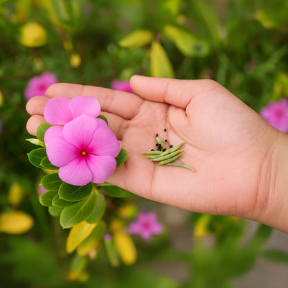 Vinca rosea - Dwarf Mixed