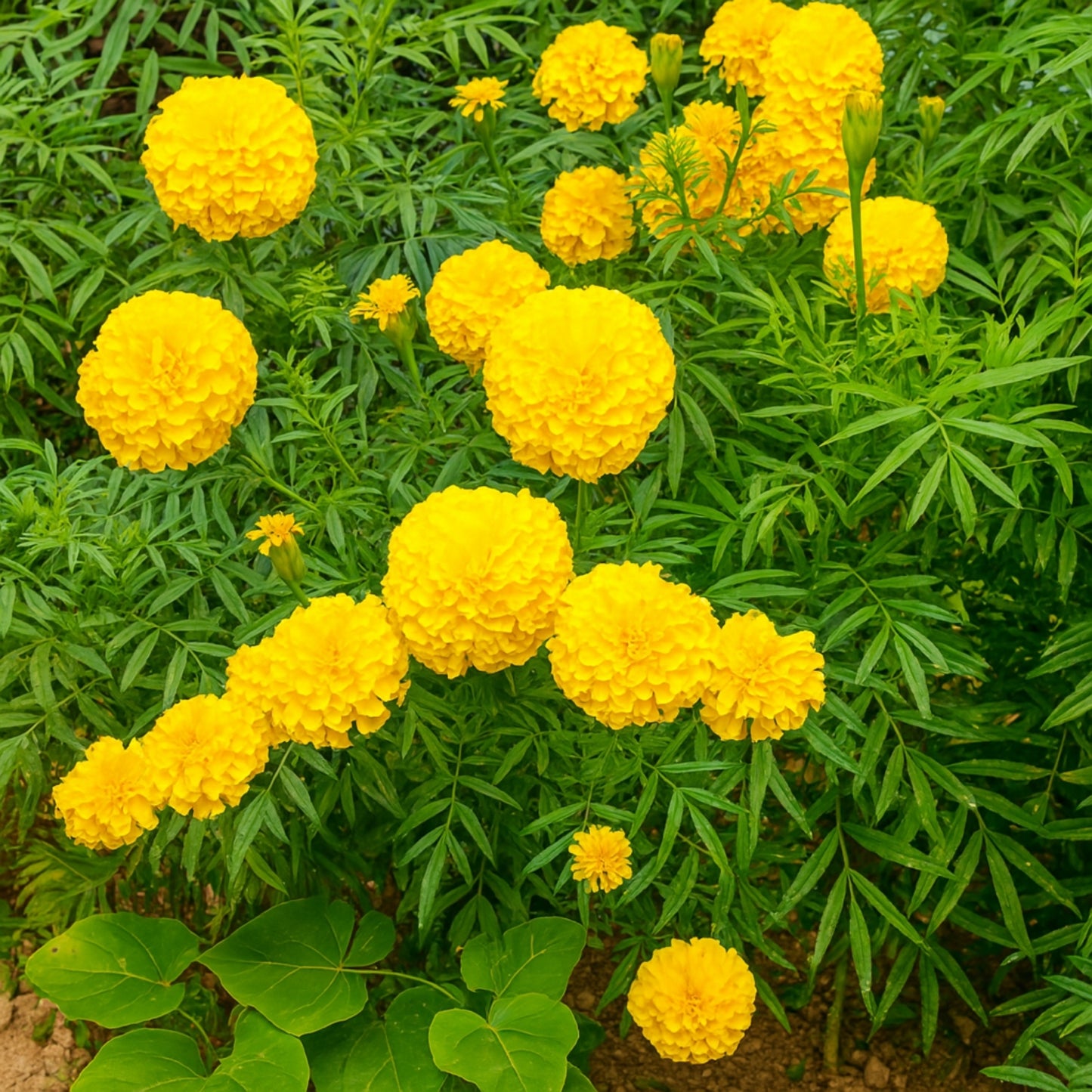 F2 Yellow Marigold Flower Seeds