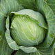 Cabbage Golden Acre Seeds