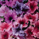 Petunia Daddy Series Flower Seeds
