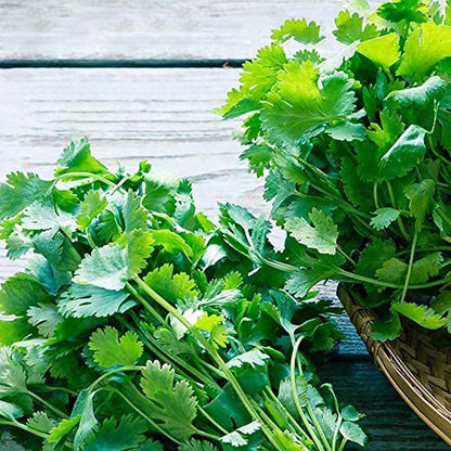 Coriander Multi Cut Green Seeds