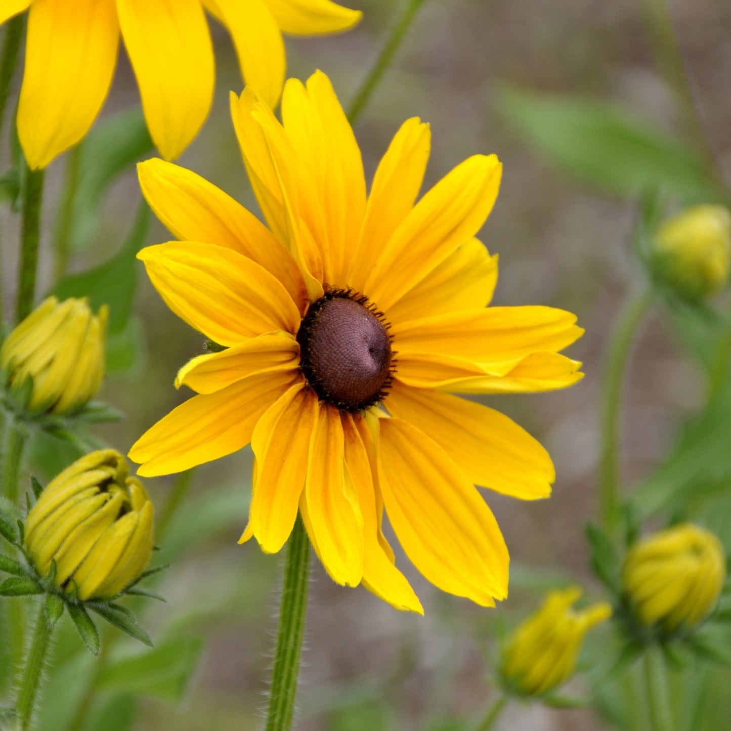 Rudbeckia Rustic Dwarf Mixed - Buy 1 Get 1 Free (300 seeds)