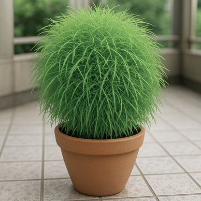 Kochia Burning Bush  seeds