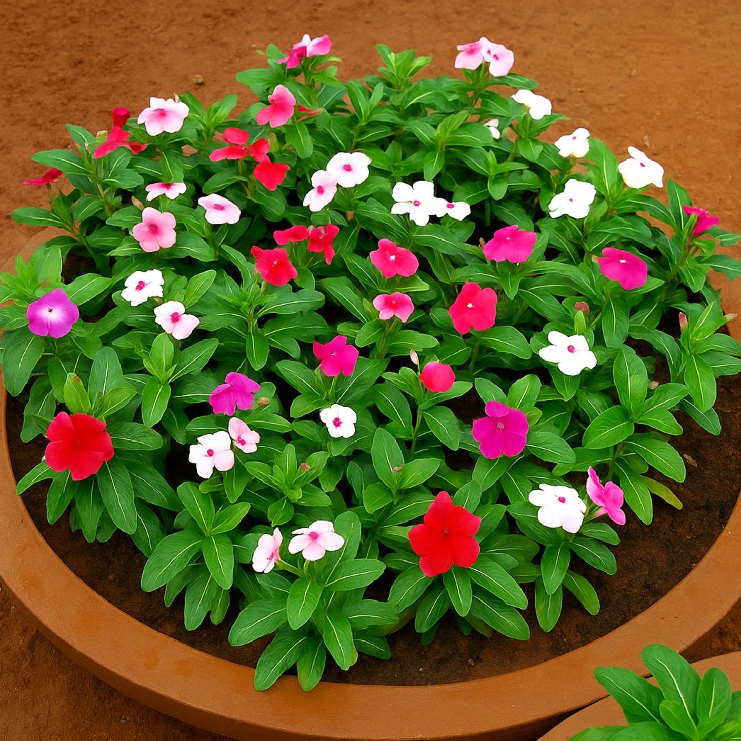 Vinca rosea - Dwarf Megenta