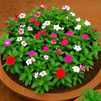 Vinca rosea - Dwarf Megenta
