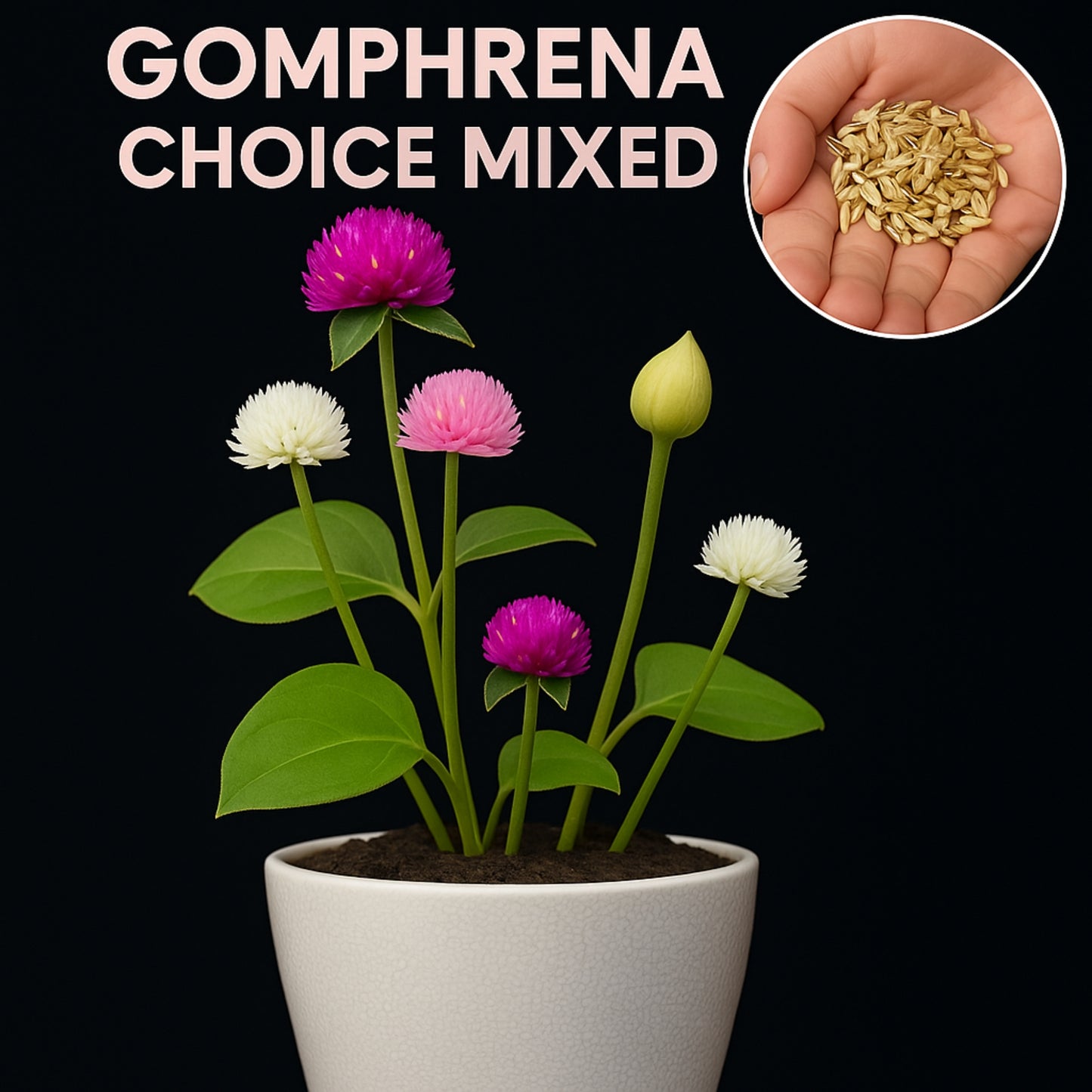 Gomphrena Choice Mixed  seeds