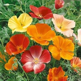 California Poppy Mixed Flower Seeds