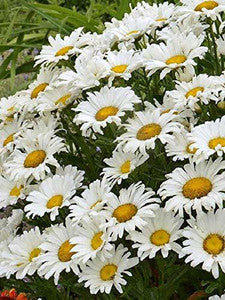 Paludosum White Majestic Flower Seeds