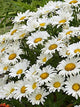Paludosum White Majestic Flower Seeds