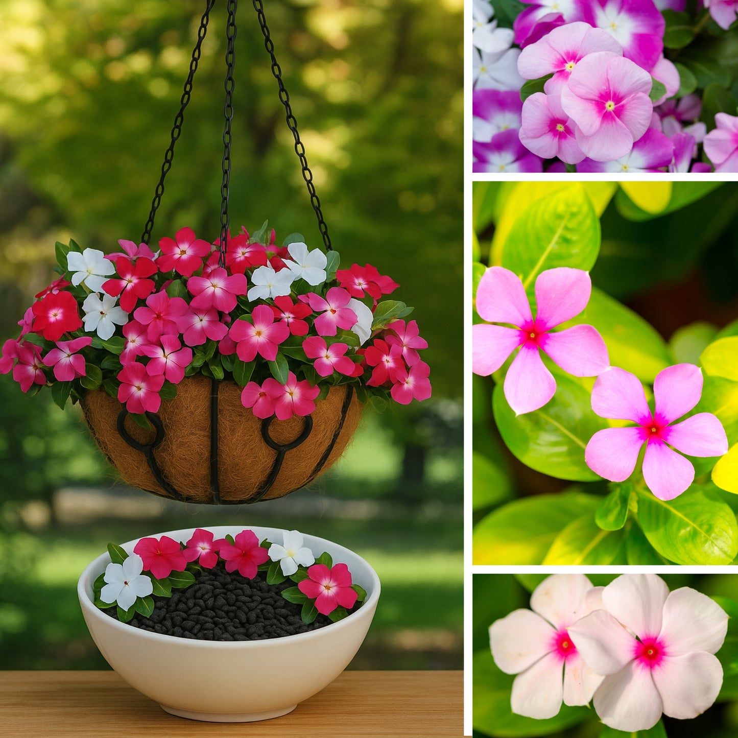 Vinca rosea - Dwarf Mixed