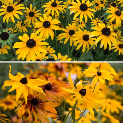 Rudbeckia Rustic Dwarf Mixed - Buy 1 Get 1 Free (300 seeds)