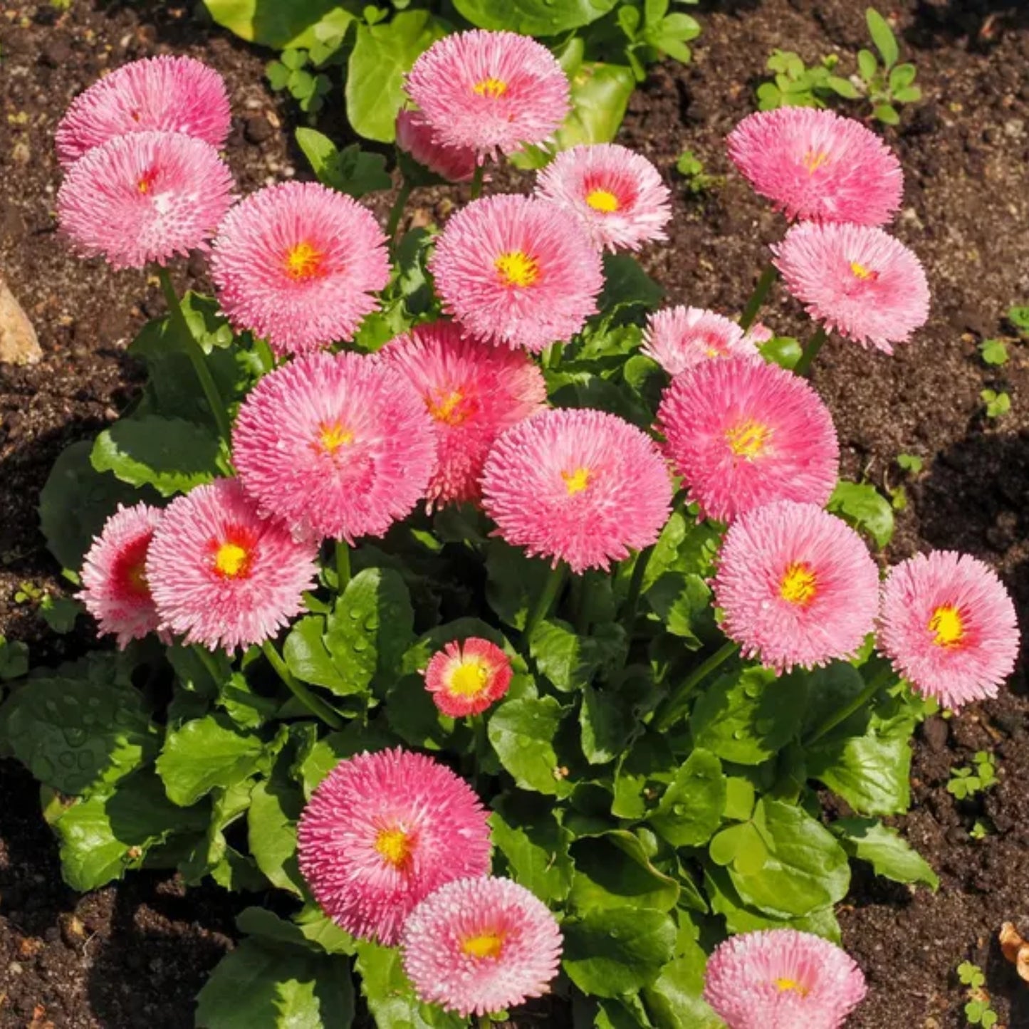 Bellis Double Rose Flower Seeds