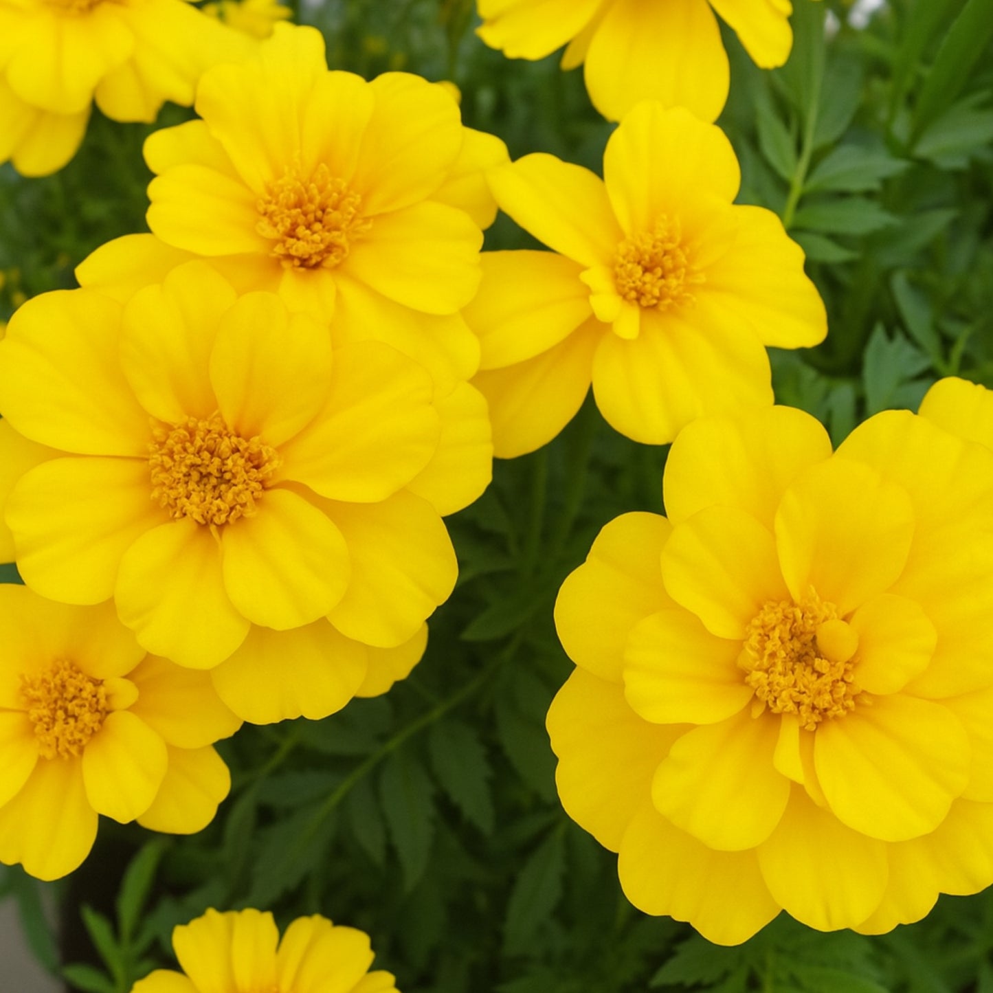Patula Nana Yellow Marigold Seeds
