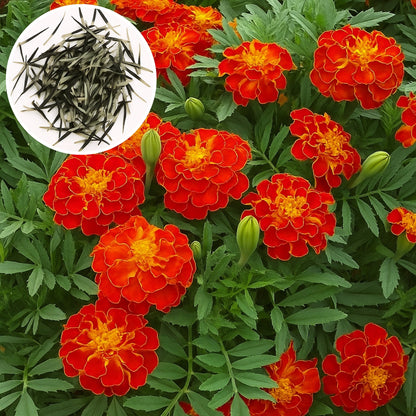 Patula Nana Scarlet Red Marigold Seeds