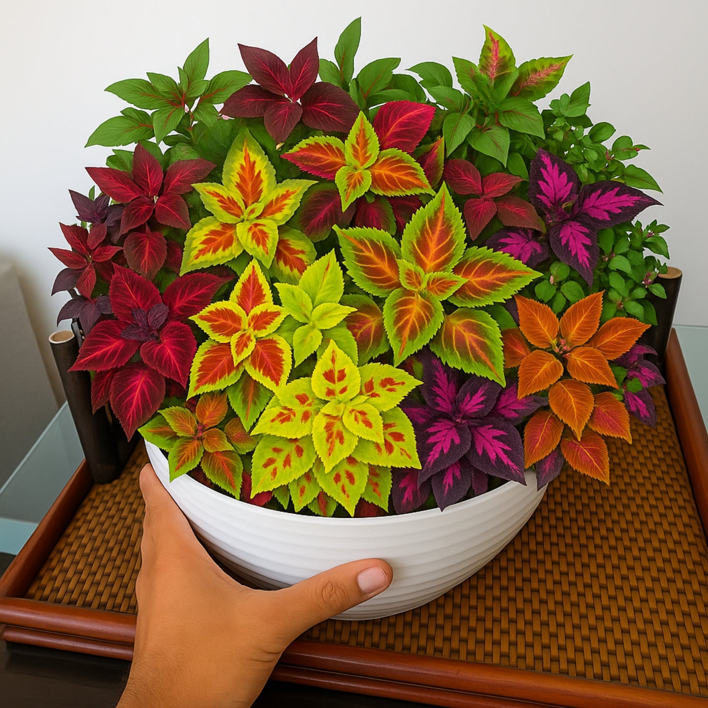 Blumei Rainbow Mixed seeds - Buy 1 Get 1 Free [100 SEEDS]