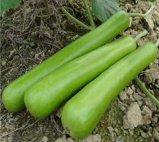 Bottle Gourd Long Green Seeds