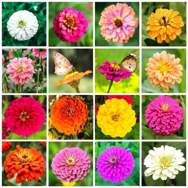 Lotus Seed and Flower Seed Combo (46 Varieties of Packet)