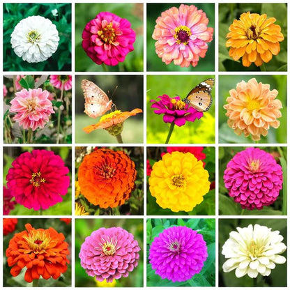 Lotus Seed and Flower Seed Combo (46 Varieties of Packet)