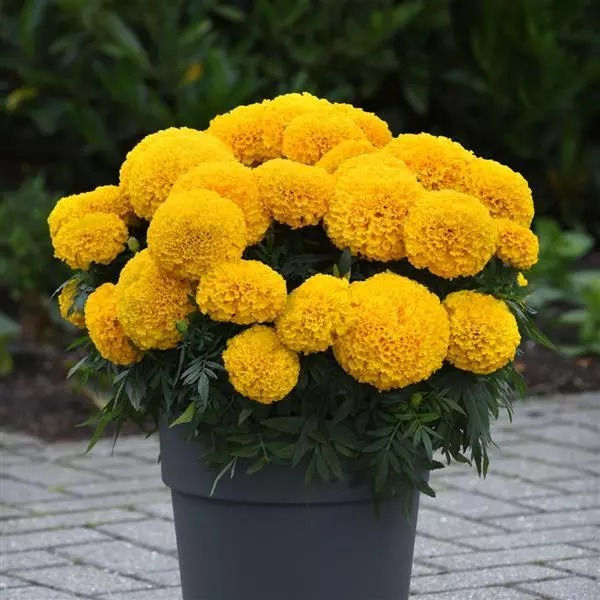 Marigold Tagetes Erecta Taishan F1 African Gold