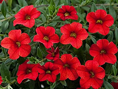 Petunia Scarlet Red Flower Seeds