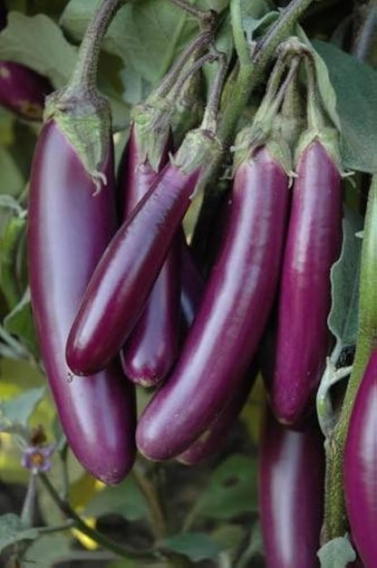 Brinjal Purple Long Seeds