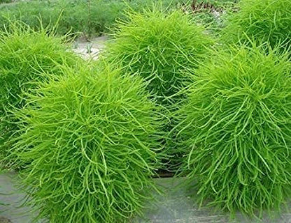 Burning Bush Kochia Seeds