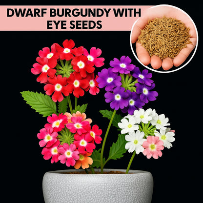 Dwarf Burgundy with Eye