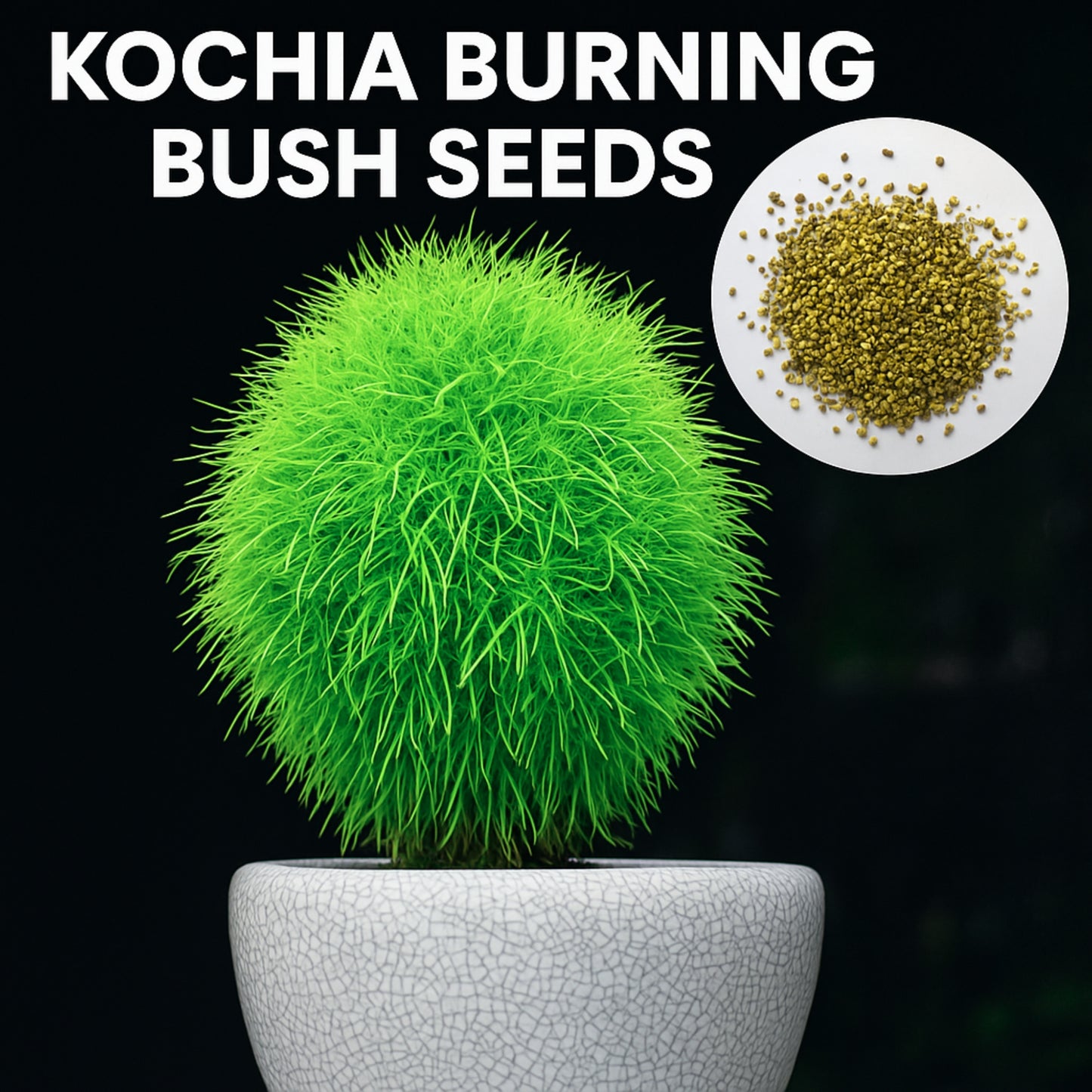 Kochia Burning Bush  seeds