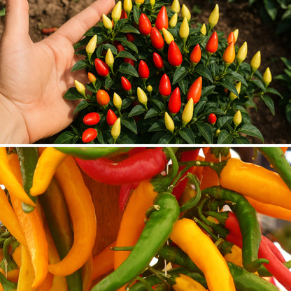 Ornamental Chilli -Choice Pointed Mixed seeds