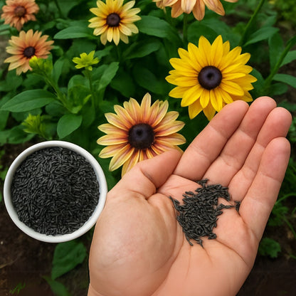 Rudbeckia Rustic Dwarf Mixed - Buy 1 Get 1 Free (300 seeds)