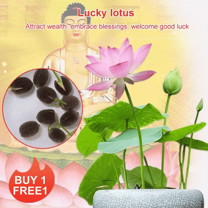 Lotus Seeds For Positivity Buy 1 Get 1 Free [100 SEED]