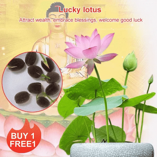 Lotus Seeds For Positivity Buy 1 Get 1 Free [100 SEED]