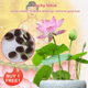 Lotus Seeds For Positivity Buy 1 Get 1 Free [100 SEED]