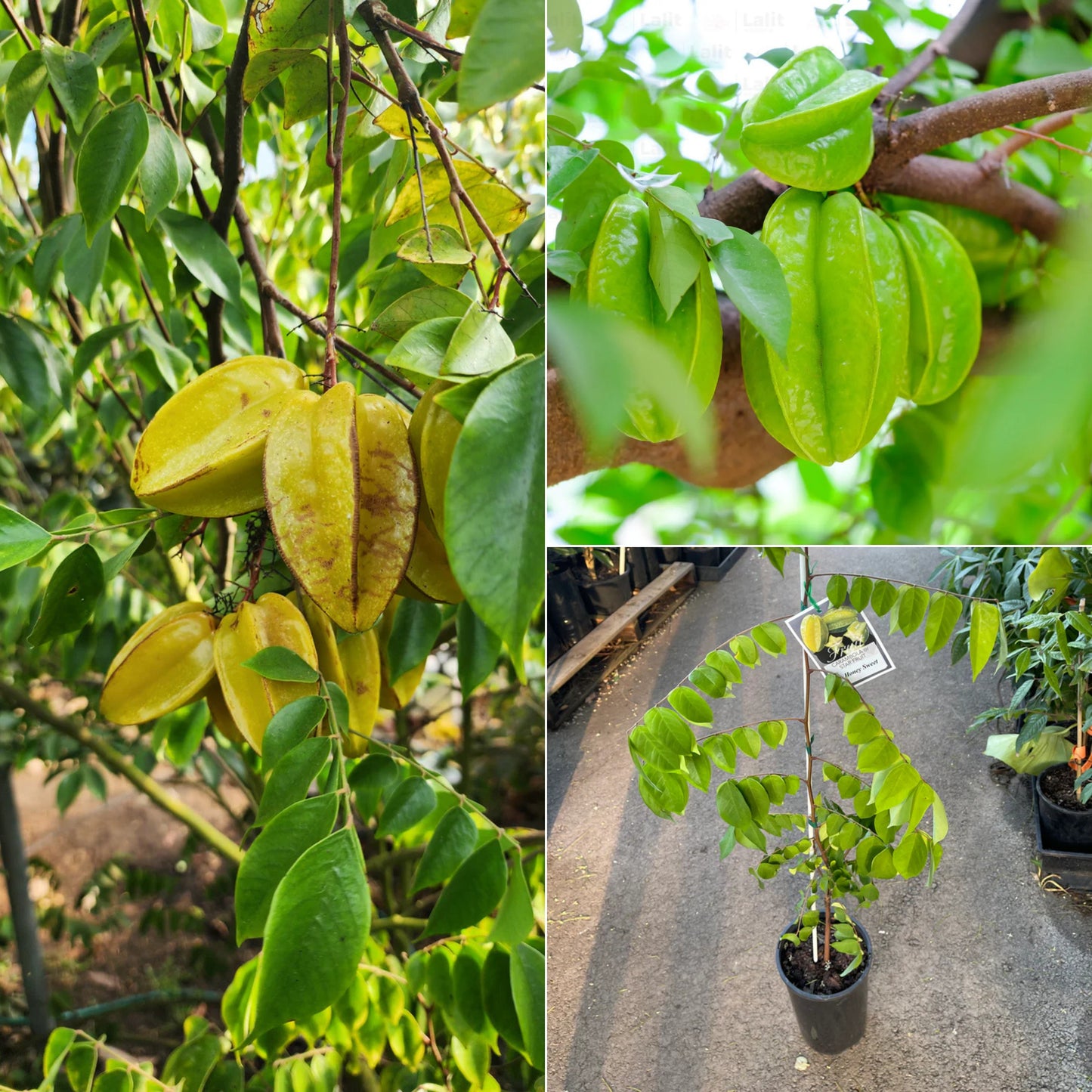 Star Fruit
