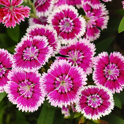 Dianthus Baby Doll Mixed Flower Seeds