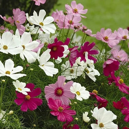 Cosmos Sonata Series Flower Seeds