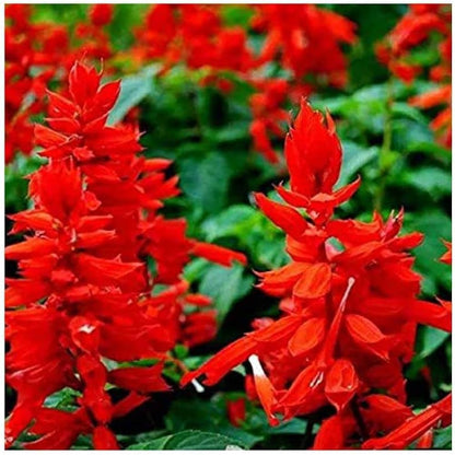 Saint John's Fire Red Flower Seeds